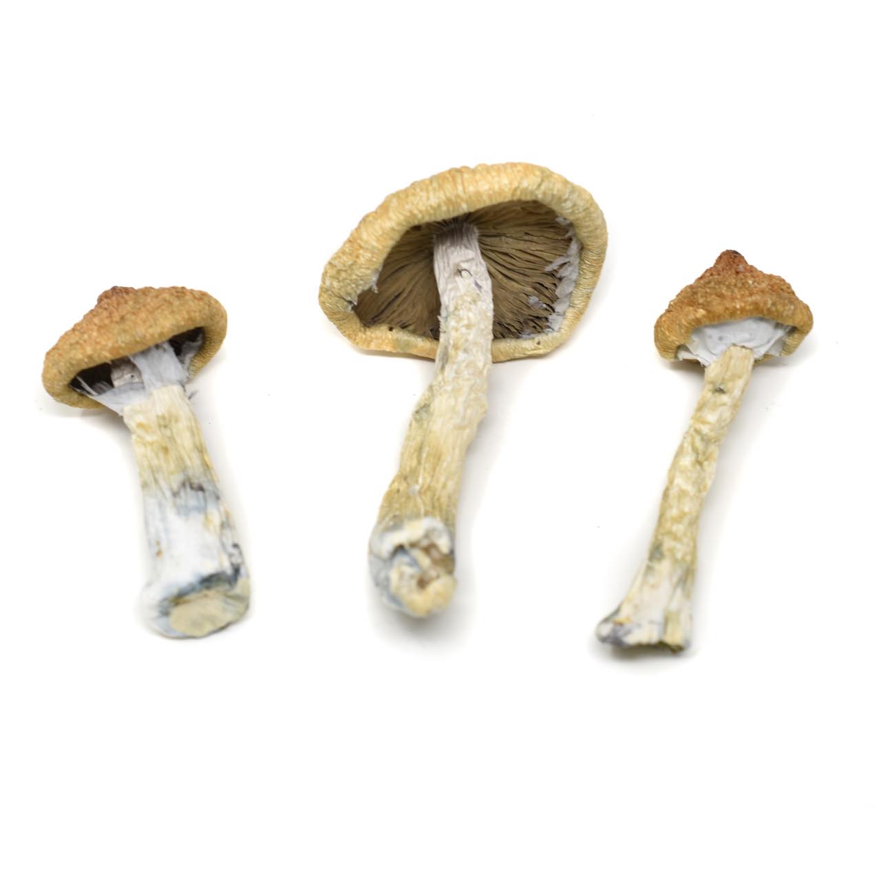 Magic Mushrooms – Golden Teacher - Image 2