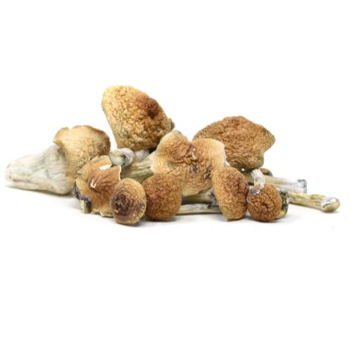 Magic Mushrooms – Golden Teacher