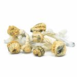 Magic Mushrooms – Penis Envy