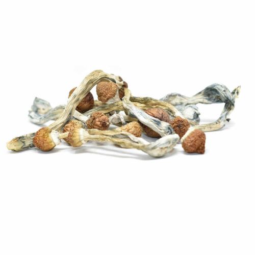 Magic Mushrooms – Malabar