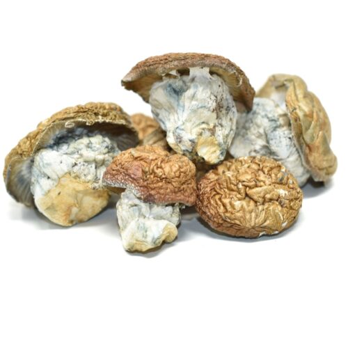 dino eggs magic mushrooms